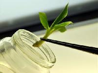 Tissue Cultured Plants