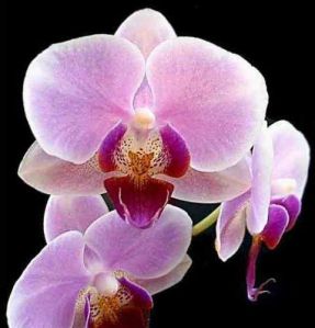 Orchid Oil