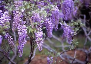 Wisteria Oil