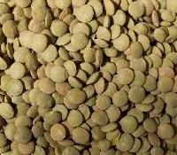 Green Lentils