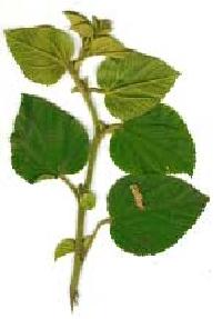 Sida Cordifolia