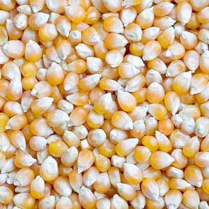 Maize Seeds