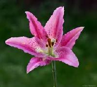 Flowering Plants