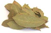 Bay Leaves