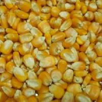 Yellow Maize Seeds