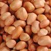 Groundnut Kernels