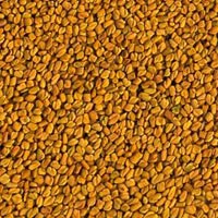 Fenugreek Seed