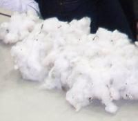 Cotton Fiber