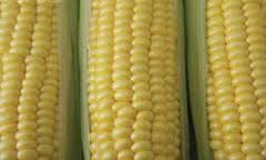 Yellow Maize