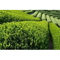 Green Tea Extract 50%,60%,70%Polyphenols
