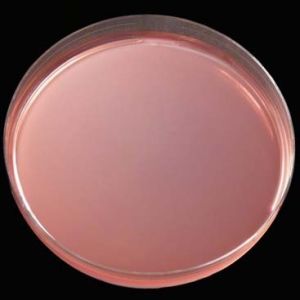 MacConkey Agar Plate