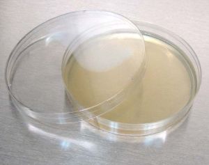 Mueller Hinton Agar Plates