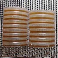 Nutrient Agar Plates