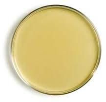 Sabouraud Dextrose Agar Plates