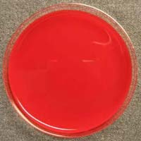 XLD Agar Plate