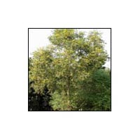 Akashmoni Tree Timber