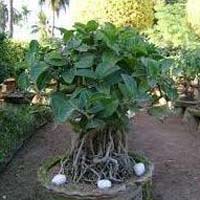 Ficus Benghalensis Plant
