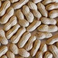 ground nut oil seeds