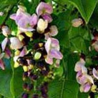 Pongamia Pinnata Plant