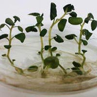 Potato Tissue Cultured Plants