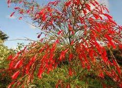 Russelia Juncea Plant