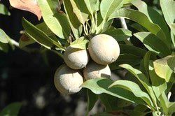 Sapota Fruit Plant