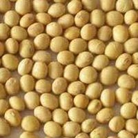 Soybean Seed