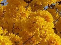 Tabebuia Plant- Tabebuia Argentea