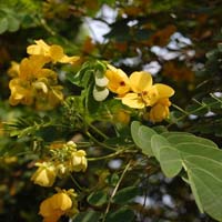 Cassia glauca