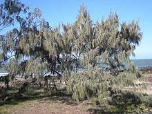 Casuarina equisetifolia