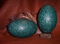emu bird eggs