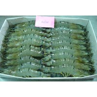 Frozen Black Tiger Shrimps