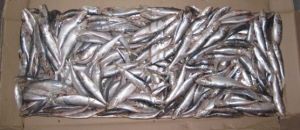 Indian Oil Sardine