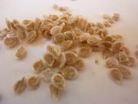 Tomato Seeds