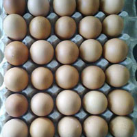Brown Shell Eggs