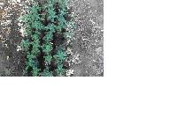 Phyllanthus Amarus Herbs
