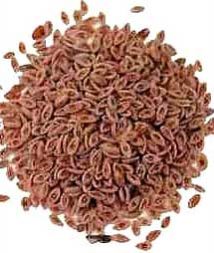 Psyllium Seeds