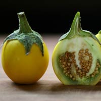 Solanum Surattense Burm