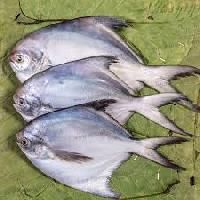 Pomfret