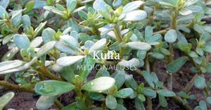 Kulfa Seed