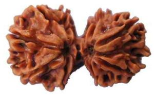 Trijuti Rudraksha