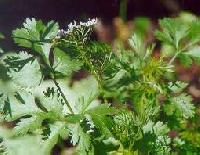 Coriander Leaves