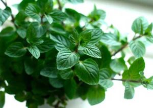 Mint Leaves