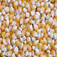 Maize Seeds