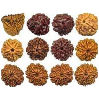 Rudraksha Beads