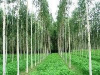 eucalyptus clone plant