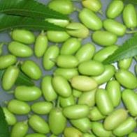 Neem Seeds