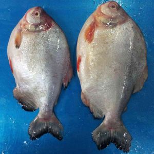 Frozen Farm Raised Pomfret