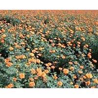 pari 24 marigold f1 hybrid seeds