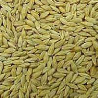 Barley Seeds